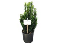 OBI Bršlen japonský 