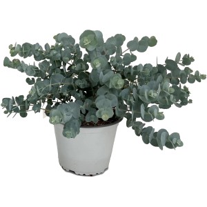 Eukalyptus Eucalyptus cinerea v kvetináči, strieborno-modré lístie.