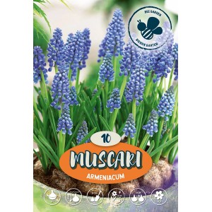 Modrica Armeniacum, modré cibuľoviny pre záhradu alebo balkón.