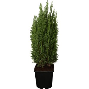 Cypruštek 'Ellwoodii Silberblau' v kvetináči, výška cca 10-20 cm. Stálezelený tvarovaný strom pre záhradu a kvetináč.