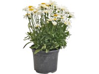 OBI Margaréta veľkoúborová priemer kvetináča cca 13 cm Leucanthemum