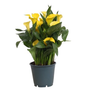 Izbová kala (Zantedeschia) so žltými kvetmi v kvetináči, výška cca 30-50 cm.