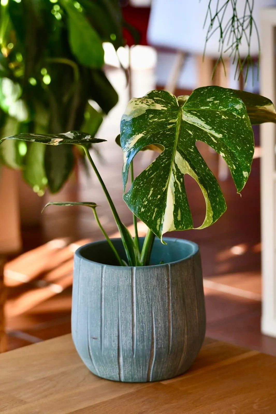 tissue culture philodendron Philodendron red anderson premium veriated (Tissue Culture Plant in Ji   pazhassigarden