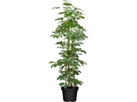 Šeflera stromovitá Compacta priemer kvetináča cca 17 cm