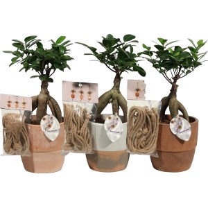 Ficus Ginseng v keramickom závesnom kvetináči, priemer kvetináča cca 12 cm, rôzne farby.