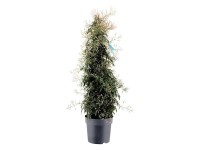 Gartenbau Jazmín mnohokvetý (Jasminum polyanthum) biely cca 70 cm, pr. 17 cm