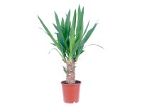 GROW by OBI Juka 1 kmienok priemer kvetináča cca 11 cm