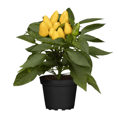 Paprika siata (Capsicum annuum), pr. kv. cca 11 cm