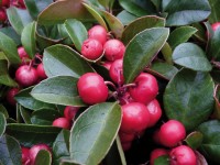 Gaultéria výška cca 5 - 10 cm nádoba cca 0,5 l