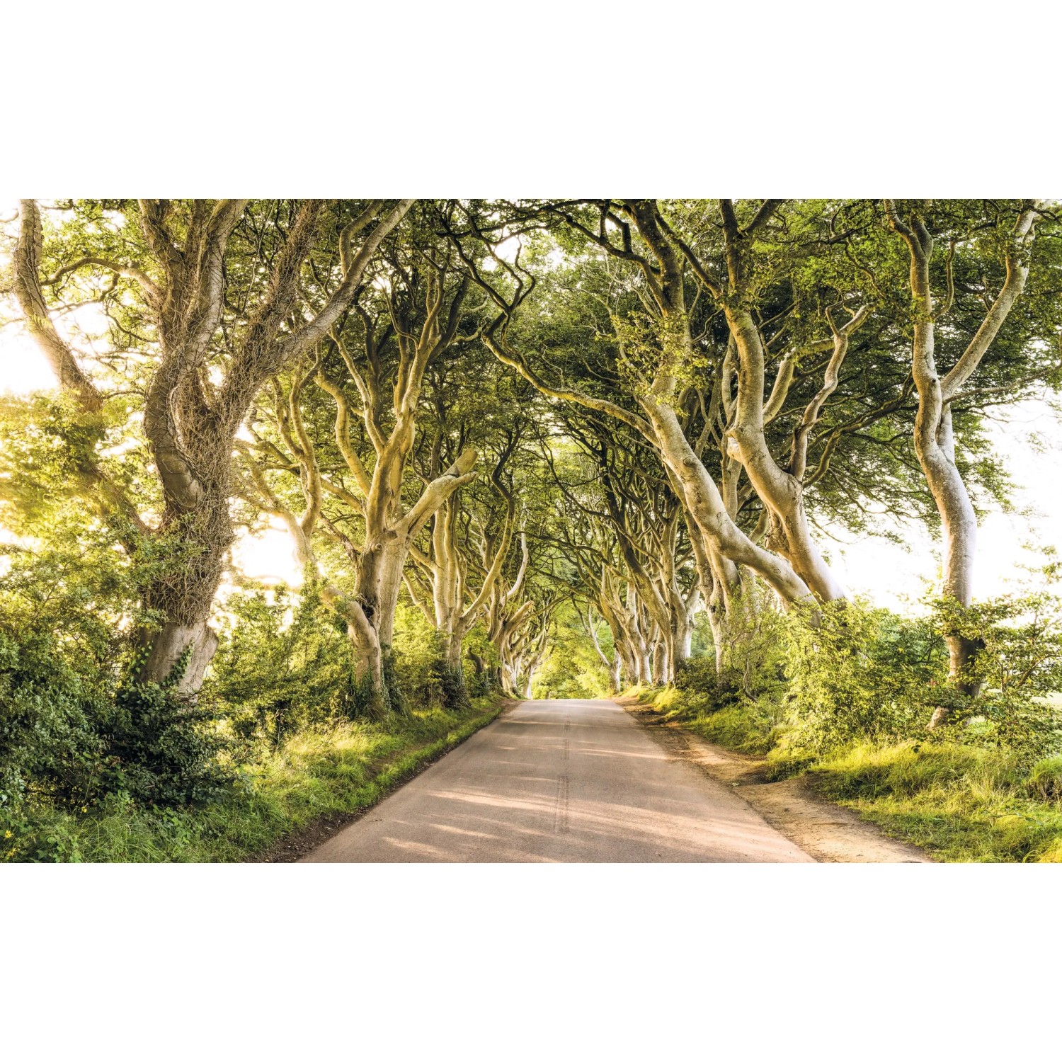 E-shop Komar Vliesová fototapeta Golden Hedges 400 x 250 cm