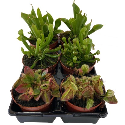 Mäsožravé rastliny, rôzne druhy, pr. kvetináča cca 9 cm