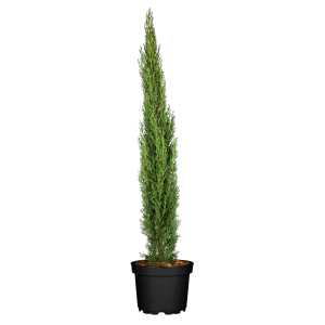 Stĺpovitý cypruš Totem v kvetináči, výška cca 80 cm, vždyzelená solitérna rastlina od GROW by OBI.