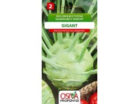 Semienka Kaleráb biely neskorý Gigant (Brassica oleracea var. gongylodes)