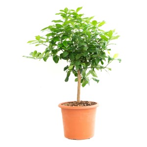 GROW by OBI citrónový mini stromček v kvetináči, cca 60 cm vysoký. Črepníková rastlina so zelenými listami.