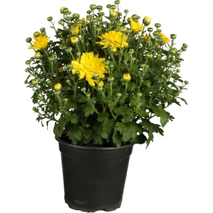 Chryzantémy priemer kvetináča cca 13 cm Chrysanthemum indicum