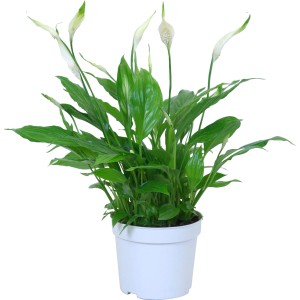 GROW by OBI Lopatkovec Bellini v bielom kvetináči, výška cca 35 cm. Kvitnúca rastlina so zelenými listami a bielymi kvetmi.