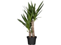 GROW by OBI Juka obrovská 2 kmene