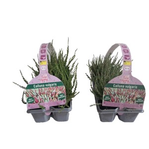 MONTANO Vres obyčajný (Calluna vulgaris), 10 ks