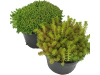OBI Rozchodník zelený priemer kvetináča cca 12 cm Sedum