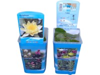 OBI Lekno žlté priemer kvetináča cca 10 cm Nymphea