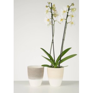 Kvetináče na orchidey Scheurich Vanilla Cream, Ø 13 cm, s orchideou a prázdny kvetináč, škrabaný vzhľad.