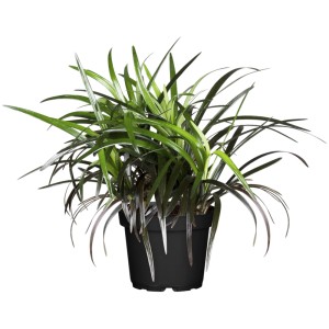Ophiopogon Niger v kvetináči, cca 9 cm. Trávovitá pôdopokryvná rastlina s čiernym olistením.