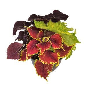 Coleus blumei Trio v kvetináči, rôzne farby. Okrasná rastlina na balkón a do nádob.