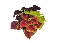 Africká žihľava (Coleus blumei) Trio, pr. kv. cca 13 cm