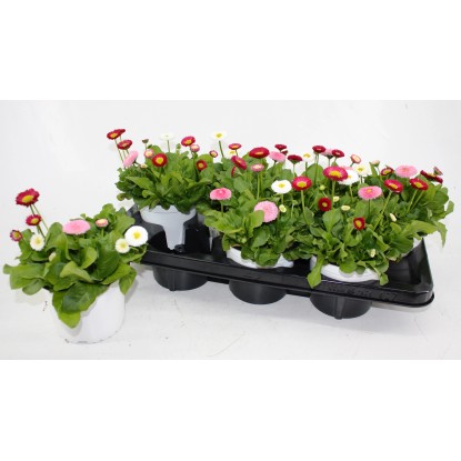 Sedmokráska trojfarebná rôzne farby priemer kvetináča cca 13 cm Bellis perennis