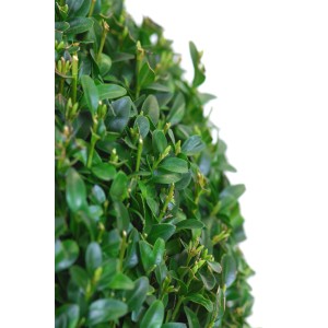 Detailný záber na zelený, hustý Zimostráz (buxus).
