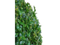 Krušpán (Buxus sempervirens), pr. cca 20 cm, kvetináč 3 l