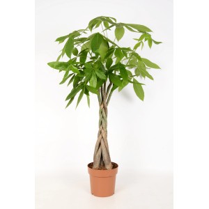 Pachira Aquatica, strom šťastia v kvetináči, cca 80-90 cm vysoký, zelené listy.