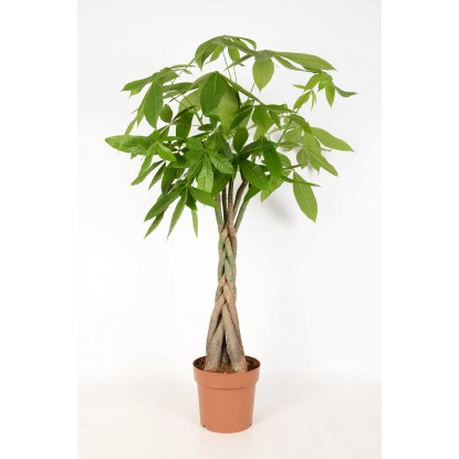 Pachira vodná výška cca 90-95 cm priemer kvetináča 19 cm