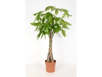 Pachira vodná výška cca 90-95 cm priemer kvetináča 19 cm