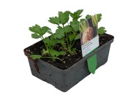 Landgard Zeler voňavý (Apium graveolens) 6 ks v miske