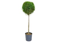 GROW by OBI Cyprusovec Leylandov (Cupressocyparis leylandii) výška 120 cm, 15 l