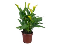 Kornútovka priemer kvetináča cca 14 cm žltá