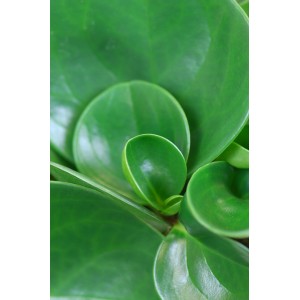 Detailný záber na Peperomia obtusifolia (peperómia tupolistá) s okrúhlymi, zelenými listami.