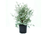 GROW by OBI Eukalyptus cinerea (Eucalyptus cinera) cca výška 20 cm, 3 l