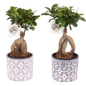 Dva bonsaje Ficus Ginseng v keramickej nádobe, výška cca 35 cm.