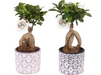 Bonsaj fikusu Ginseng v keramickom obale na kvetináč, rôzne druhy, pr. cca 14 cm