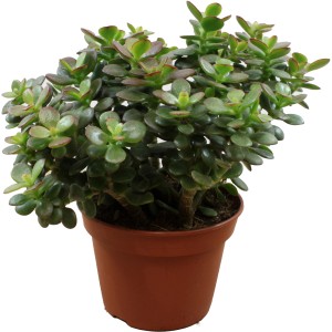 Crassula ovata Minor v kvetináči, výška cca 20 cm. Tučnolist so zeleno-červenými listami.