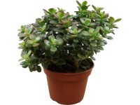 Tučnolist vajcovitý (Crassula ovata) Minor výška cca 20 cm, pr. kvetináču cca 15