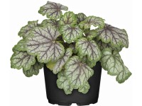 OBI Heuchera priemer kvetináča cca 13 cm Heuchera