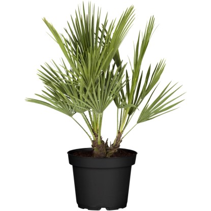 Palmička nízka (Chamaerops humilis), 50-60 cm, pr. kv. 20 cm