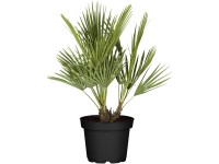 Palmička nízka (Chamaerops humilis), 50-60 cm, pr. kv. 20 cm