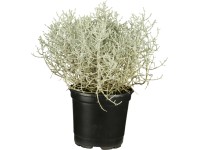 Strieborný drôtik priemer kvetináča cca 9 cm Calocephalus