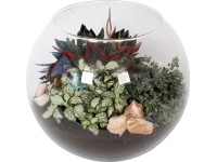 Aranžmán zo zelených rastlín v sklenenej guli priemer kvetináča cca 28 cm