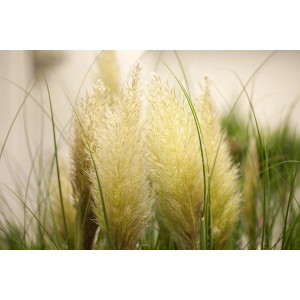 Detail GROW by OBI Pampas Grass Evita s dekoratívnymi, strieborno-žltými kvetenstvami.