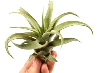 Tilandsia rôzne druhy výška cca 4 cm Tillandsia